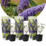 Arbustes à papillons - Buddleja violet - Set de 3 - Pot 9cm - Hauteur 25-40cm