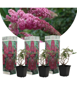 Buddleja Butterfly Bushes - Pink - Set of 3 - Pot 9 cm - Height 25-40 cm