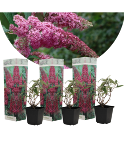 Buddleja Rosa - Set di 3 - Cespugli di farfalle - ⌀9cm - Altezza 25-40cm