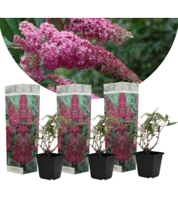 Buisson à papillons - Buddleja Pink - Set de 3 - Pot 9cm - Hauteur 25-40cm
