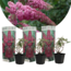 Buisson à papillons - Buddleja Pink - Set de 3 - Pot 9cm - Hauteur 25-40cm