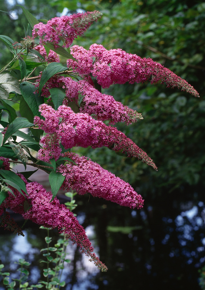Buddleja Butterfly Bushes - Pink - Set of 3 - ø9cm - Height 25-40 cm