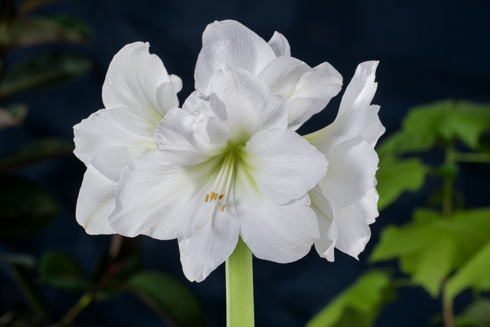 Cire blanche (2 pièces) Collection de bulbes d'amaryllis, Bulbes de fleurs  grand format 26/28, Mélange exclusif de plantes et de fleurs de Hollande,  Véritable Hippeastrum (pas de graines) : : Jardin