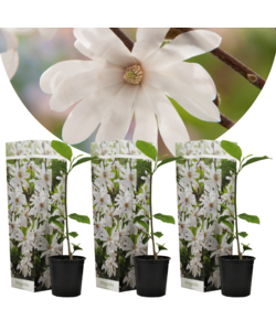 Magnolia Stellata - Set de 3 - Fleurs blanches - Pot 9cm - Hauteur 25-40cm
