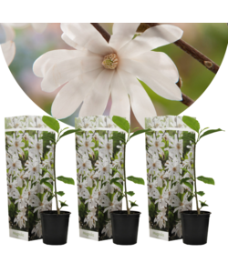 Magnolia Stellata - Set van 3 - Witte bloemen - Tuin - Pot 9cm - Hoogte 25-40cm