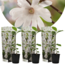 Magnolia Stellata - Set of 3 - White flowers - Garden - ø9cm - Height 25-40cm