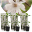 Magnolia Stellata - x3 - Fiori bianchi - Giardino - Vaso 9cm - Altezza 25-40cm