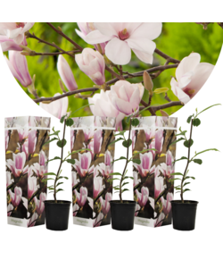 Magnolia Soulangea - Juego de 3 - Flores Rosa - Maceta 9 cm - Altura 25-40cm