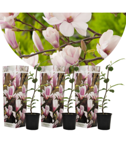 Magnolia Soulangea - x3 - Fiori rosa - Giardino - Vaso 9cm - Altezza 25-40cm