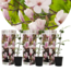 Magnolia Soulangea - Juego de 3 - Flores Rosa - Maceta 9 cm - Altura 25-40cm