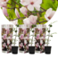 Magnolia Soulangea - Set of 3 - Pink flowers - Garden - ø9cm - Height 25-40cm