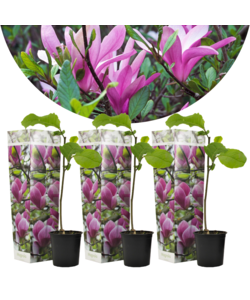 Magnolia Susan - Set de 3 - Fleurs violettes - Pot 9cm - Hauteur 25-40cm