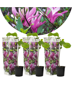 Magnolia Susan - Set van 3 - Paarse bloemen - Tuin - Pot 9cm - Hoogte 25-40cm