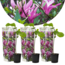 Magnolia Susan - x3 - Fiori viola - Giardino - Vaso 9cm - Altezza 25-40cm