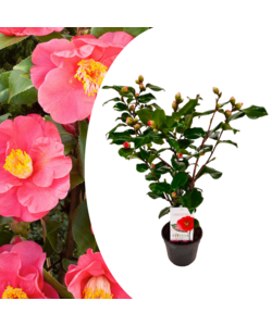 camelia japonica dr. King - Camelia Japonesa - Maceta 15 cm - Altura 50-60cm