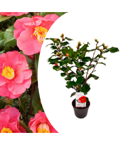 Camellia japonica 'Dr. King' - Rosa giapponese - ⌀ 15cm - Altezza 50-60cm