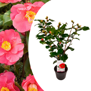 Camellia Japonica Dr. King - Japanische Kamelie - Topf 15cm - Höhe 50-60cm