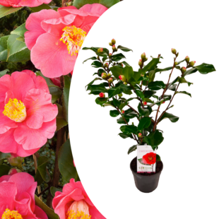 Camellia japonica 'Dr. King' - Rose japonaise - Pot 15cm - Hauteur 50-60cm