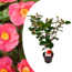 Camellia japonica 'Dr. King' - Japanse Roos - Pot 15cm - Hoogte 50-60cm