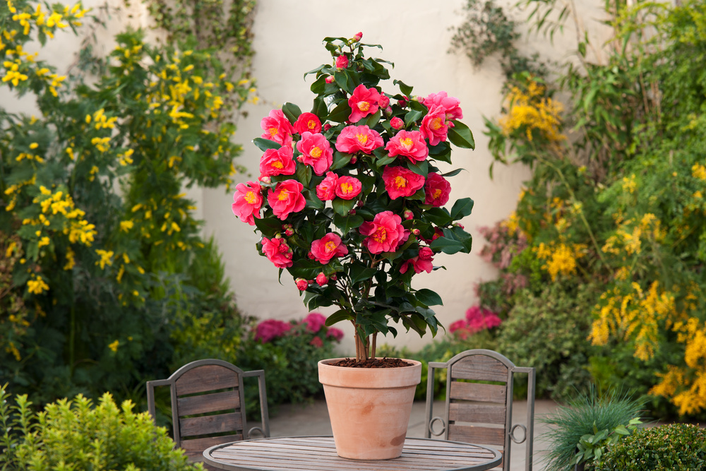 Camellia japonica 'Dr. King' - Rose japonaise - Pot 15cm - Hauteur 50-60cm  - FloraStore