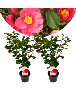 Camellia japonica 'Dr. King' - Set de 2 - Rose - Pot 15cm - Hauteur 50-60cm