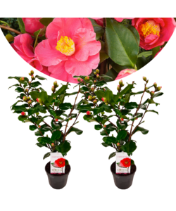Camellia japonica - Japansk rose Dr. King - Sæt med 2 - Kamelia - Højde 50-60cm