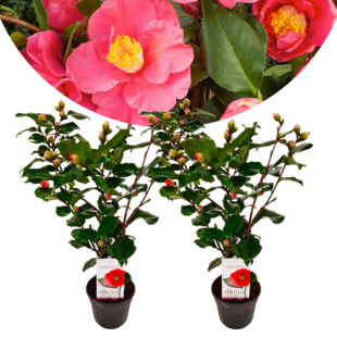 Camellia japonica 'japanese rose' Dr. King - Set of 2 - ⌀15cm - Height 50-60cm