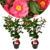 Camellia japońska Róża Dr. King - Zestaw 2 szt. - ⌀15cm - Wysokość 50-60cm