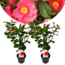 Camellia japonica 'japanese rose' Dr. King - Set of 2 - ⌀15cm - Height 50-60cm