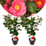 Camellia japońska Róża Dr. King - Zestaw 2 szt. - ⌀15cm - Wysokość 50-60cm