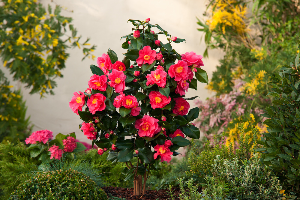 Camellia japonica 'Dr. King' - Set di 2 - Rosa giapponese