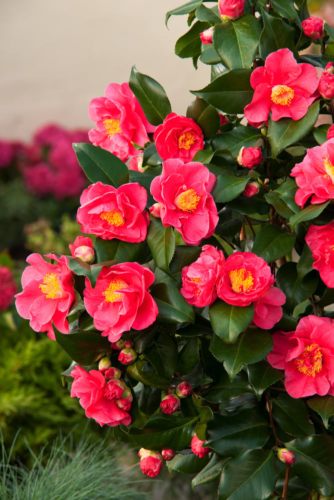 Camellia japonica 'Dr. King' - Set di 2 - Rosa giapponese