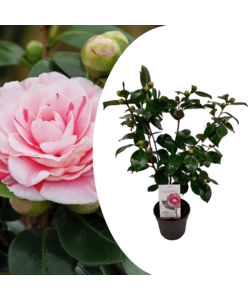 Camellia japonica Bonomiana - Camelia Japonesa - Maceta 15 cm - Altura 50-60cm