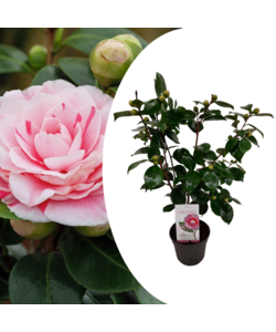 Camellia japonica 'Bonomiana' - Rosa giapponese - ⌀ 15cm - Altezza 50-60cm