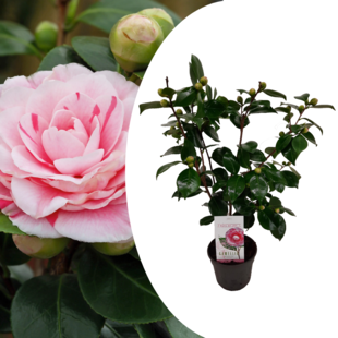 Camellia japonica 'Bonomiana' - Japanse roos - Pot 15cm - Hoogte 50-60cm