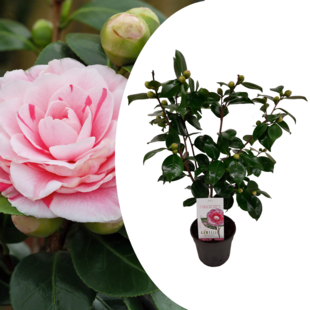 Camellia japonica 'japanse rose' Bonomiana - Pot 15 cm - Height 50 cm