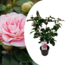 Camellia japonica Bonomiana - Japanische Kamelie - Topf 15cm - Höhe 50-60cm