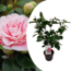 Camellia japonica 'Bonomiana' - Rosa giapponese - ⌀ 15cm - Altezza 50-60cm