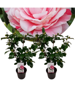 Camellia japonica 'Bonomiana' - Set de 2 - Japanse roos - ⌀15cm - Hoogte 50-60cm