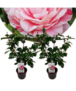 Camellia japonica Bonomiana - Set di 2 - Rosa - Vaso 15cm - Altezza 50-60cm