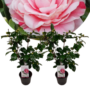 Camellia japonica 'Bonomiana' - Set de 2 - Rose - Pot 15cm - Hauteur 50-60cm