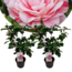 Camellia japonica Bonomiana - Set 2 - Japanische Kamelie - ⌀15cm - Höhe 50-60cm