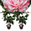 Camellia japonica 'Bonomiana' - Set de 2 - Japanse roos - ⌀15cm - Hoogte 50-60cm