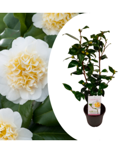 Camellia japonica Brushfield's Yellow - Japanische Rose - ⌀15cm - Höhe 50-60cm