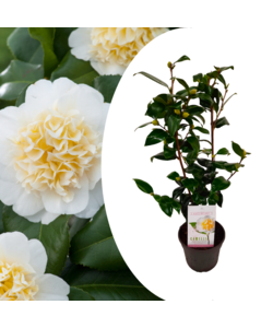 Camellia japonica Brushfield's Yellow - Rosa japonesa - ⌀15 cm - Altura 50-60cm