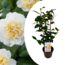 Camellia japonica Brushfield's Yellow - Japanische Rose - ⌀15cm - Höhe 50-60cm