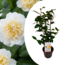 Camellia japonica 'Brushfield's Yellow' - Rose - Pot 15cm - Hauteur 50-60cm