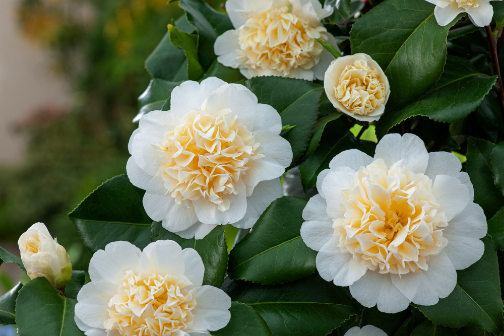 Camellia japonica 'Brushfield's Yellow' - Rosa - Vaso 15cm