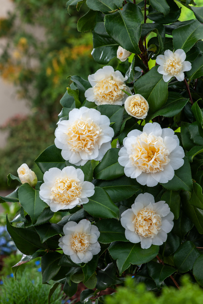 Camellia japonica 'Brushfield's Yellow' - Rosa - Vaso 15cm