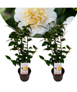 Camellia japonica Brushfield's Yellow - 2er Set - Topf 15cm - Höhe 50-60cm